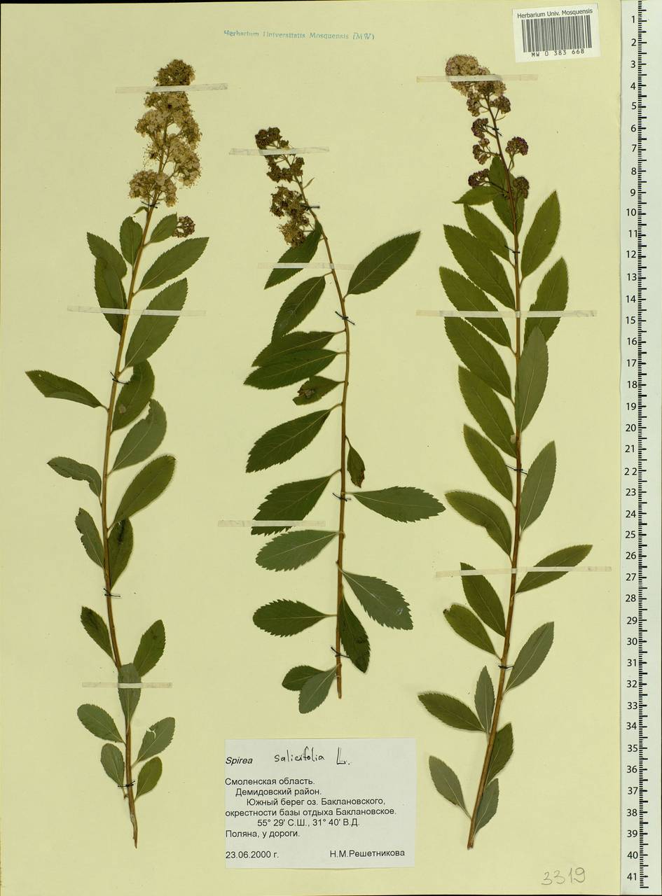 Spiraea salicifolia L., Eastern Europe, Western region (E3) (Russia)