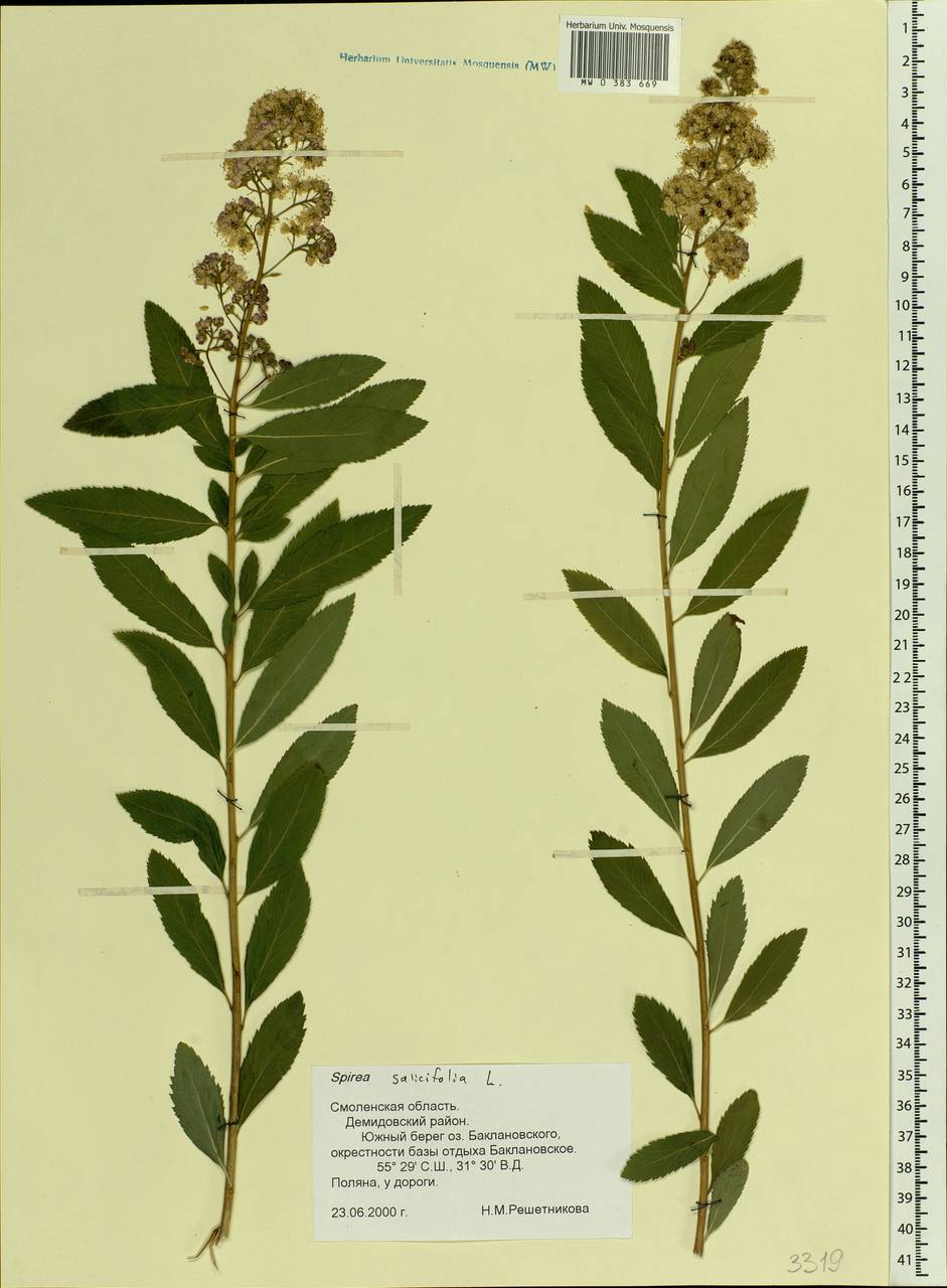 Spiraea salicifolia L., Eastern Europe, Western region (E3) (Russia)