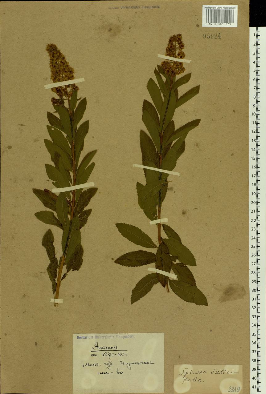 Spiraea salicifolia L., Eastern Europe, Belarus (E3a) (Belarus)