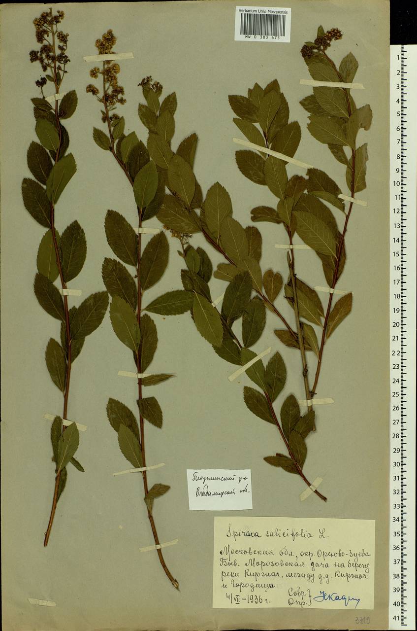 Spiraea salicifolia L., Eastern Europe, Central region (E4) (Russia)