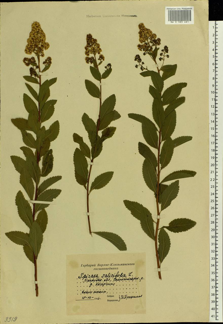 Spiraea salicifolia L., Eastern Europe, Moscow region (E4a) (Russia)