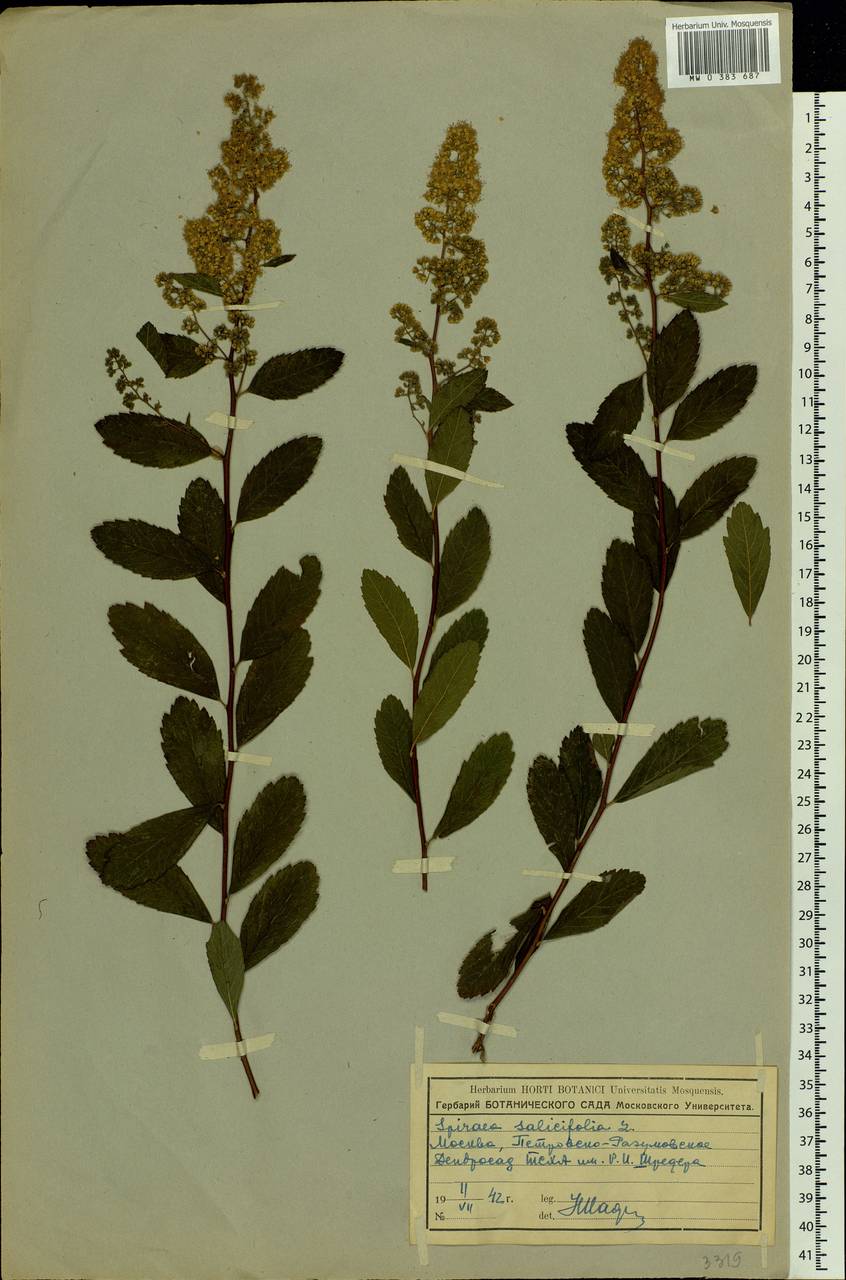 Spiraea salicifolia L., Eastern Europe, Moscow region (E4a) (Russia)