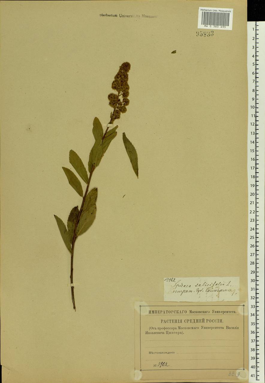 Spiraea salicifolia L., Eastern Europe, Central forest region (E5) (Russia)