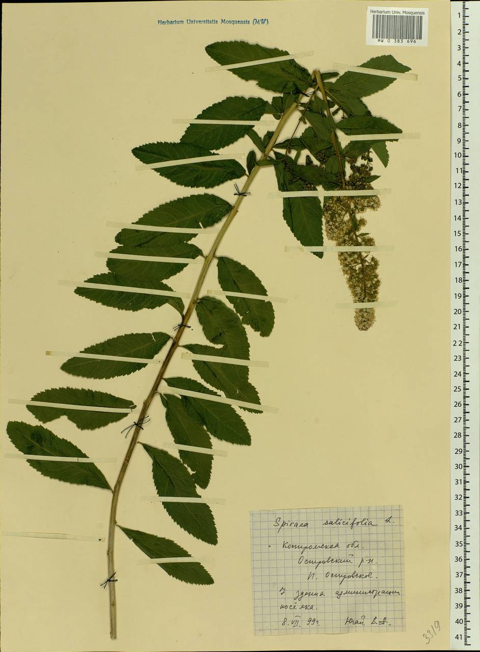 Spiraea salicifolia L., Eastern Europe, Central forest region (E5) (Russia)