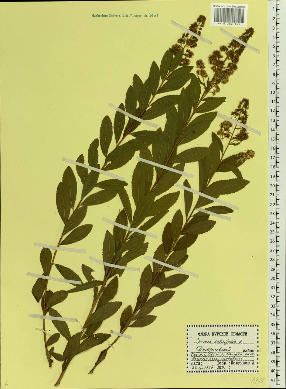 Spiraea salicifolia L., Eastern Europe, Central forest-and-steppe region (E6) (Russia)