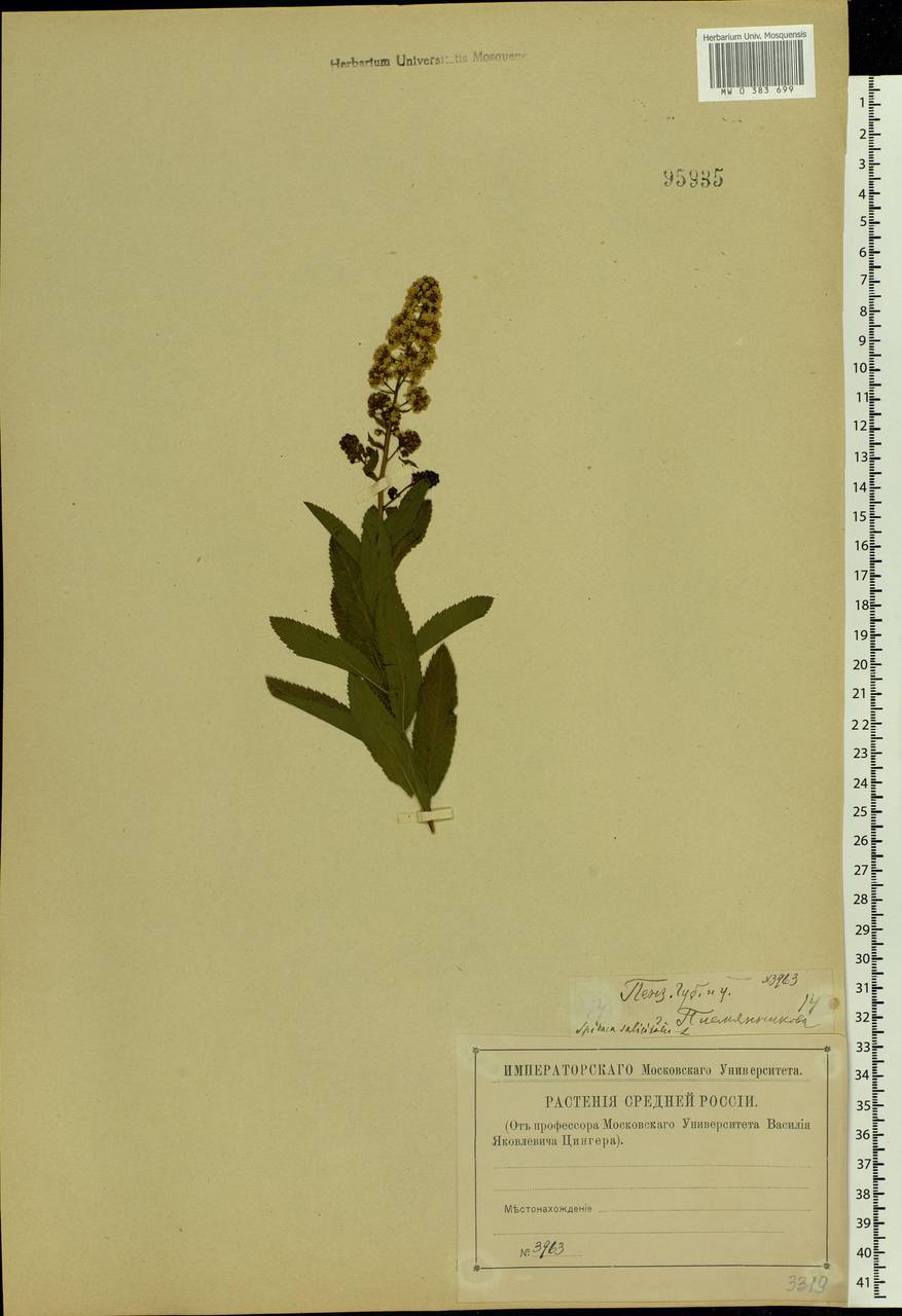 Spiraea salicifolia L., Eastern Europe, Middle Volga region (E8) (Russia)