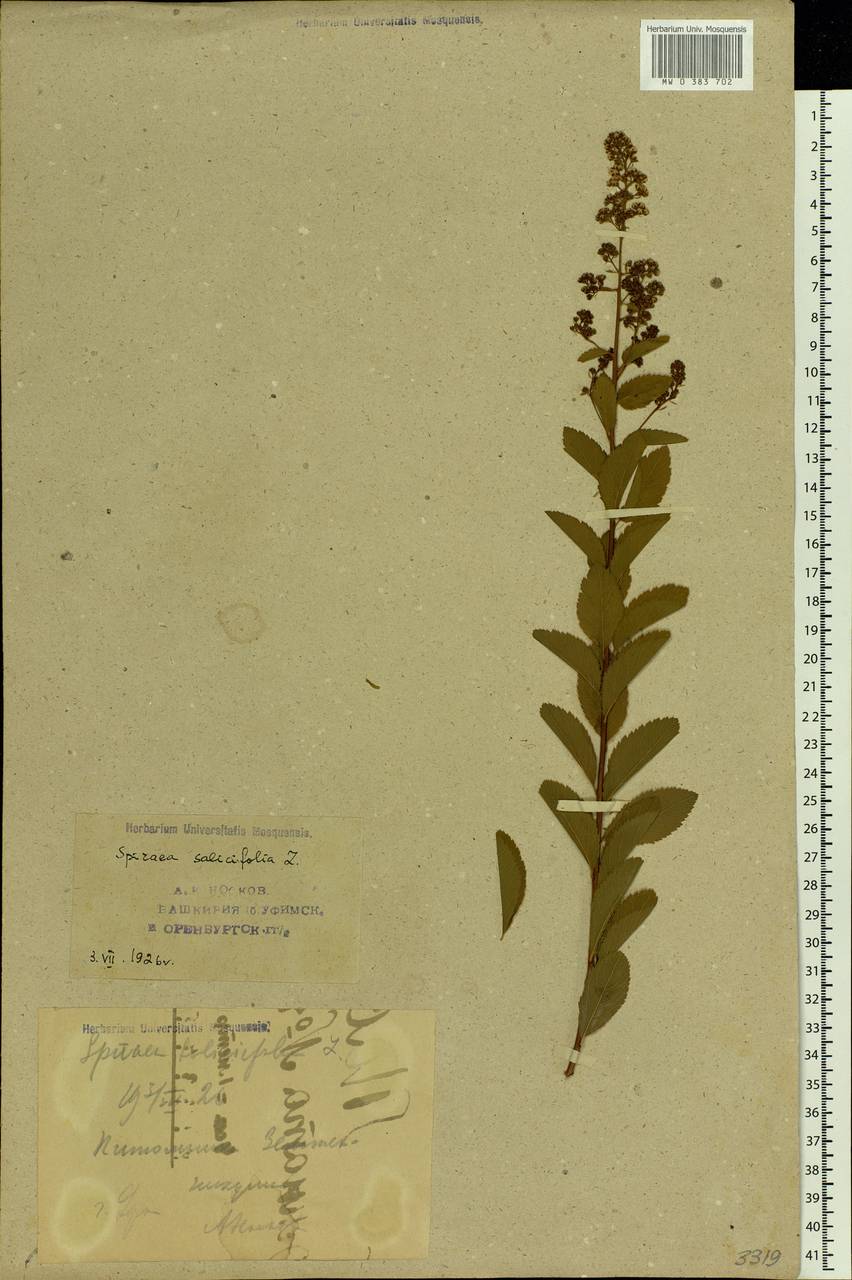 Spiraea salicifolia L., Eastern Europe, Eastern region (E10) (Russia)