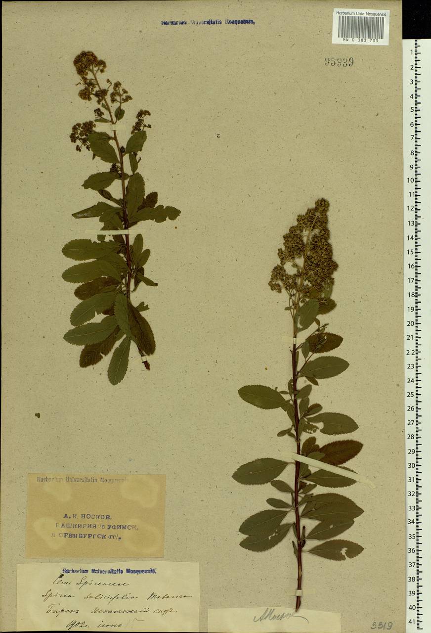 Spiraea salicifolia L., Eastern Europe, Eastern region (E10) (Russia)