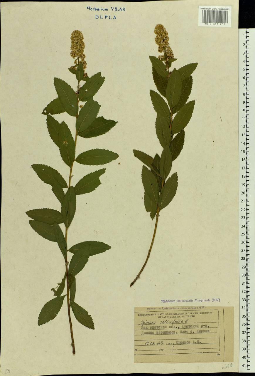 Spiraea salicifolia L., Eastern Europe, West Ukrainian region (E13) (Ukraine)
