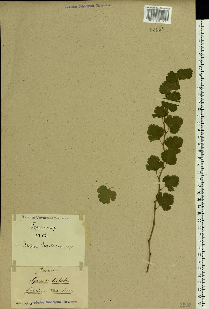 Spiraea trilobata L., Eastern Europe, North Ukrainian region (E11) (Ukraine)