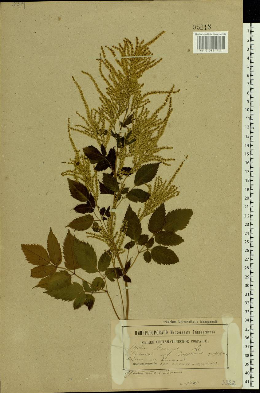 Aruncus dioicus (Walter) Fernald, Eastern Europe, Belarus (E3a) (Belarus)