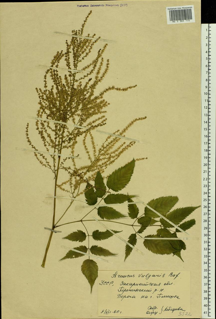 Aruncus dioicus (Walter) Fernald, Eastern Europe, West Ukrainian region (E13) (Ukraine)