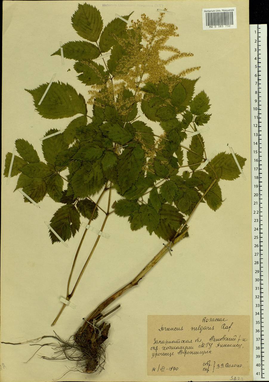 Aruncus dioicus var. kamtschaticus (Maxim.) Hara, Eastern Europe, West Ukrainian region (E13) (Ukraine)