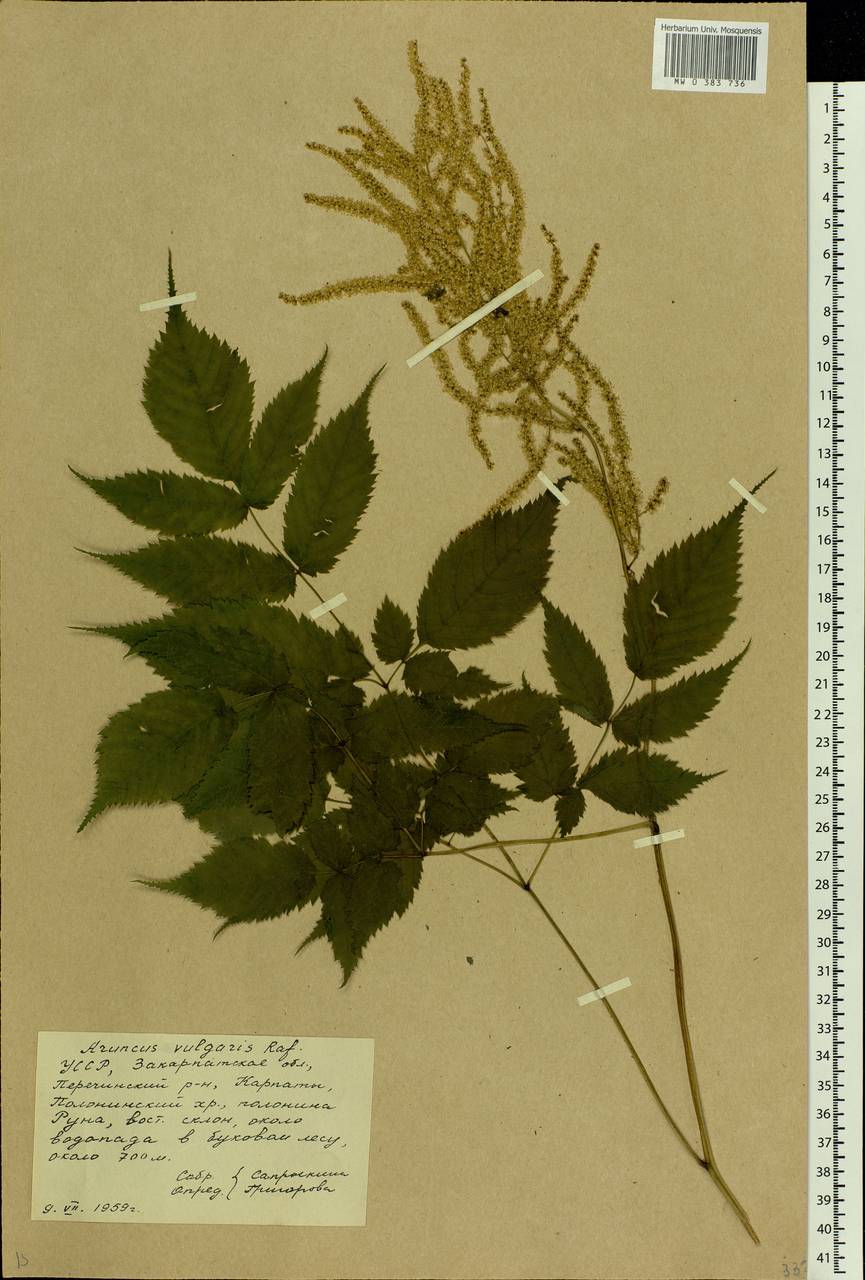 Aruncus dioicus var. kamtschaticus (Maxim.) Hara, Eastern Europe, West Ukrainian region (E13) (Ukraine)