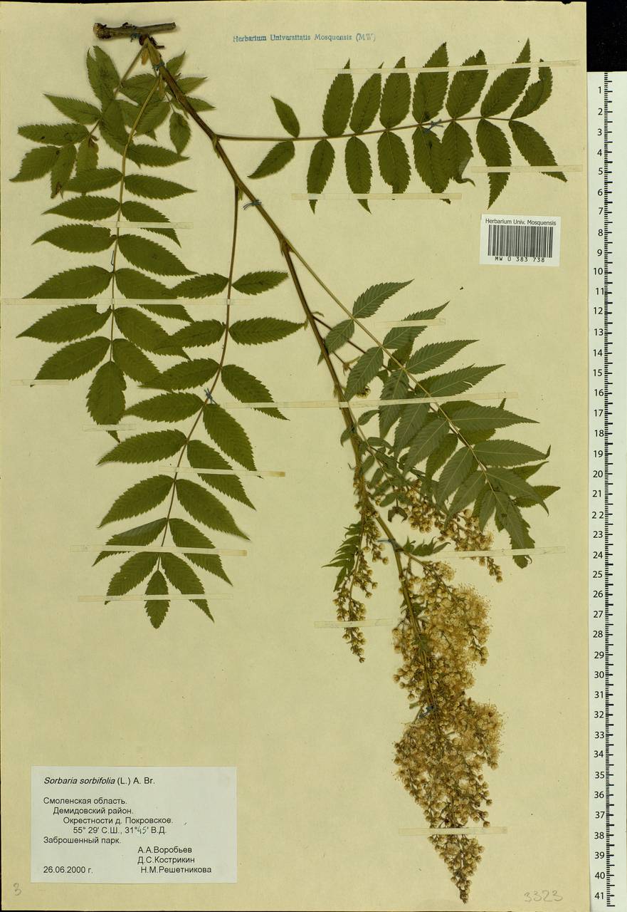 Sorbaria sorbifolia (L.) A. Braun, Eastern Europe, Western region (E3) (Russia)