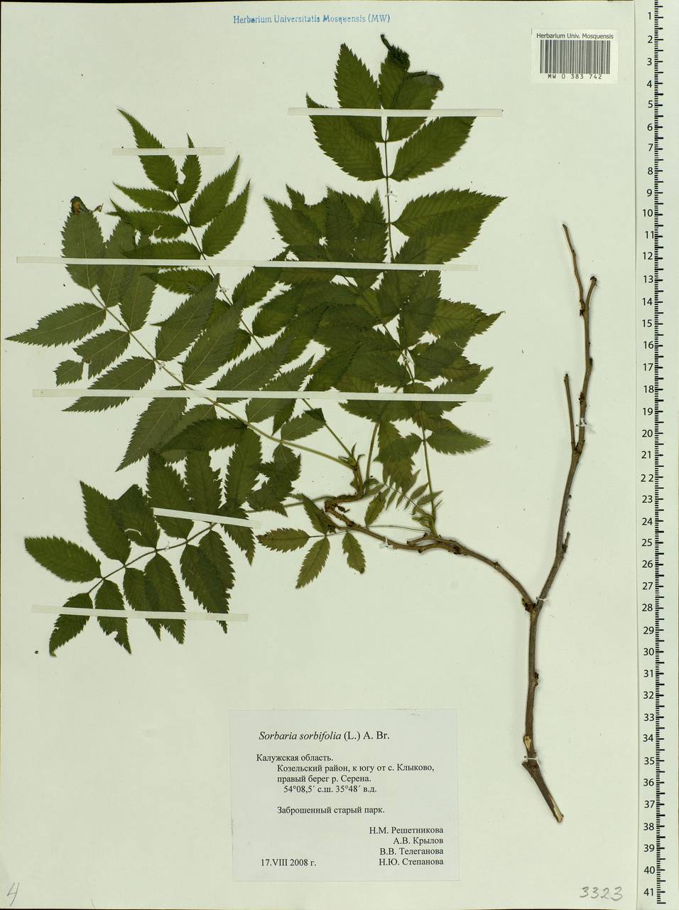 Sorbaria sorbifolia (L.) A.Braun, Eastern Europe, Central region (E4) (Russia)