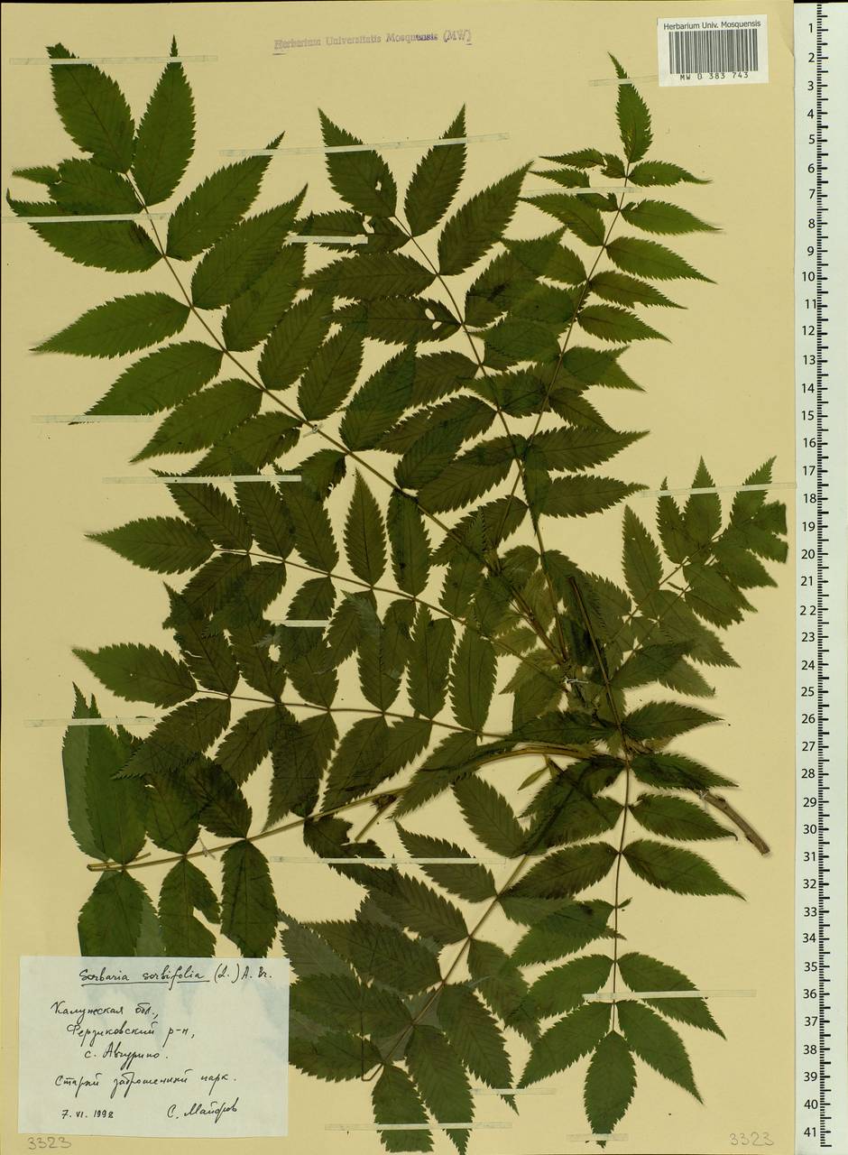 Sorbaria sorbifolia (L.) A.Braun, Eastern Europe, Central region (E4) (Russia)