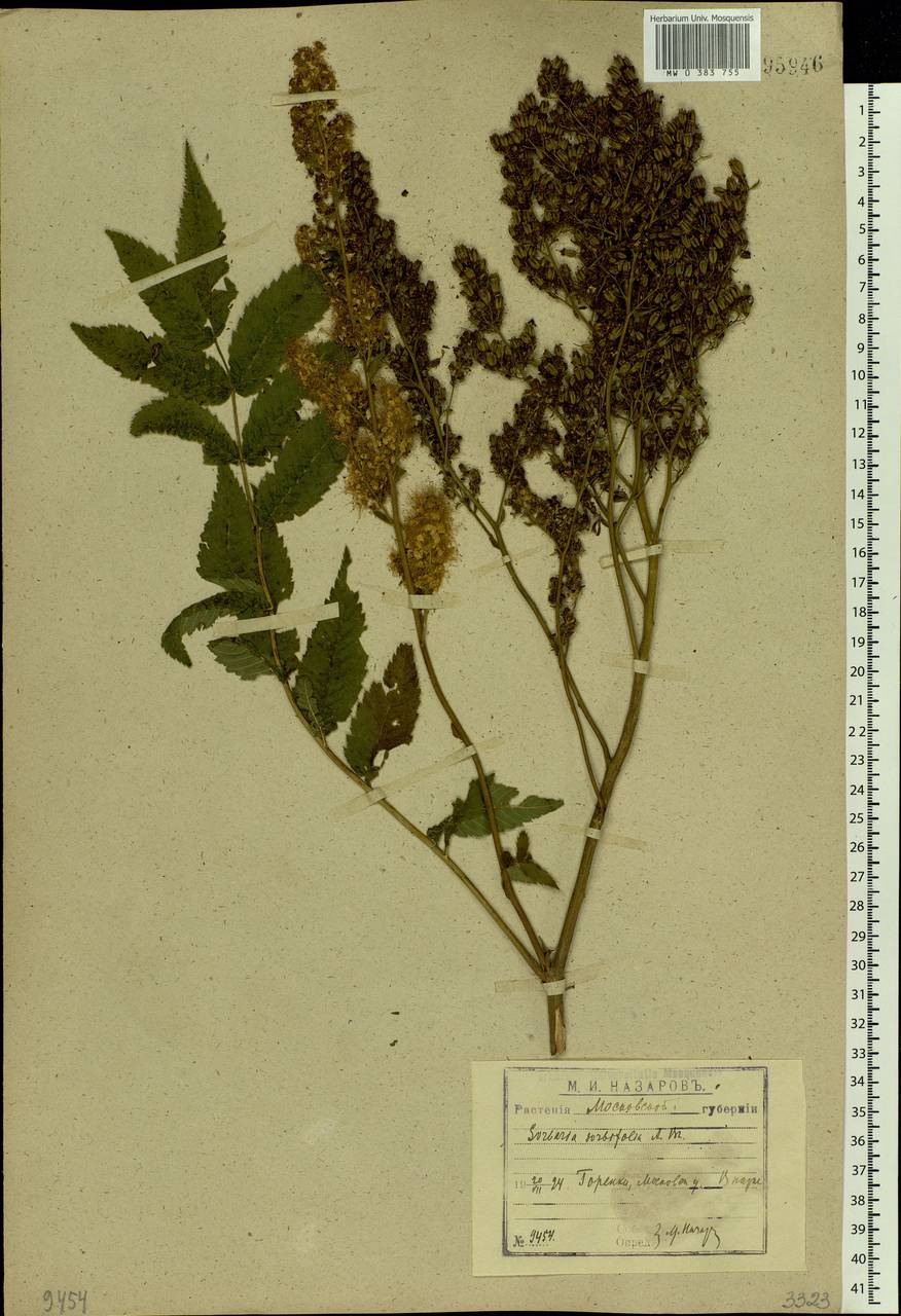 Sorbaria sorbifolia (L.) A. Braun, Eastern Europe, Moscow region (E4a) (Russia)