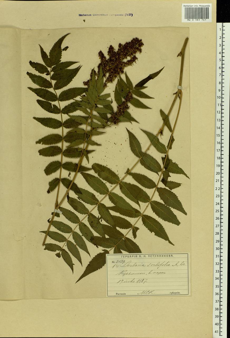 Sorbaria sorbifolia (L.) A. Braun, Eastern Europe, Moscow region (E4a) (Russia)