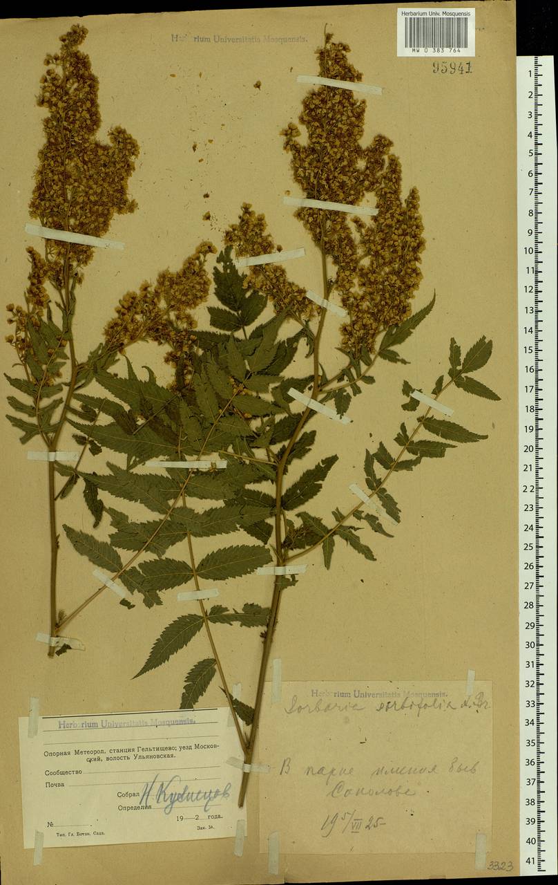 Sorbaria sorbifolia (L.) A.Braun, Eastern Europe, Moscow region (E4a) (Russia)