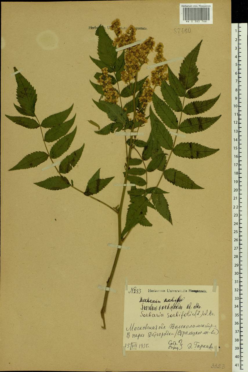 Sorbaria sorbifolia (L.) A. Braun, Eastern Europe, Moscow region (E4a) (Russia)