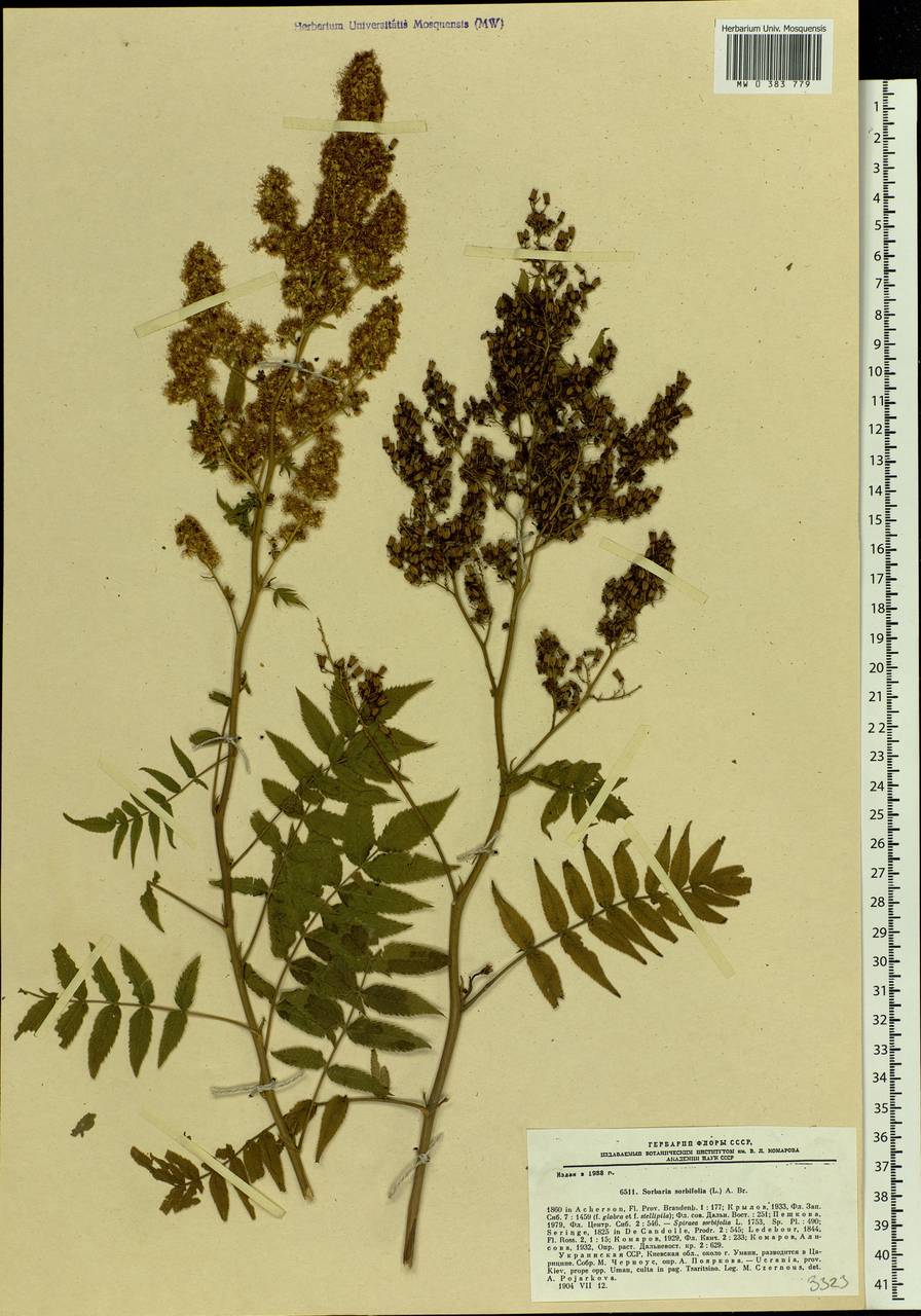 Sorbaria sorbifolia (L.) A. Braun, Eastern Europe, South Ukrainian region (E12) (Ukraine)