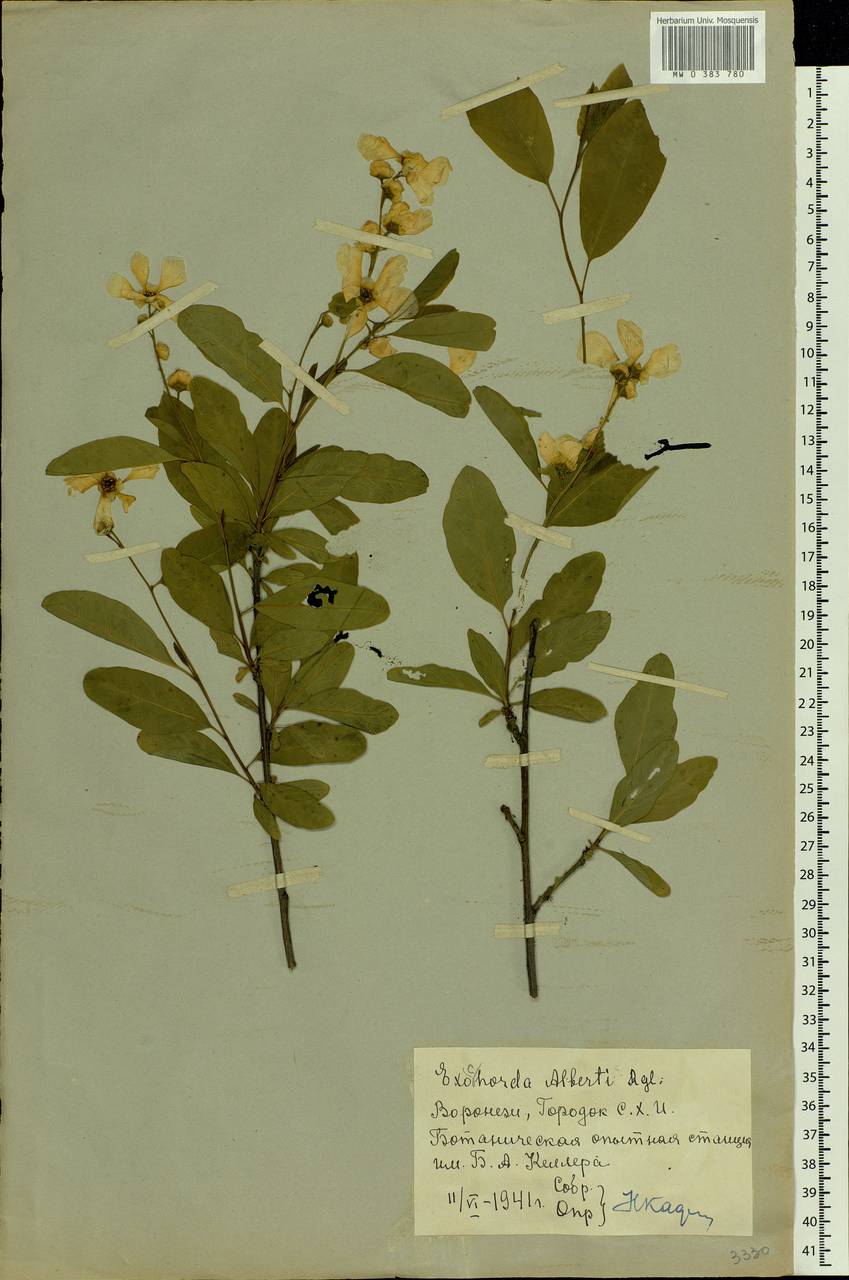Exochorda racemosa (Lindl.) Rehder, Eastern Europe, Central forest-and-steppe region (E6) (Russia)