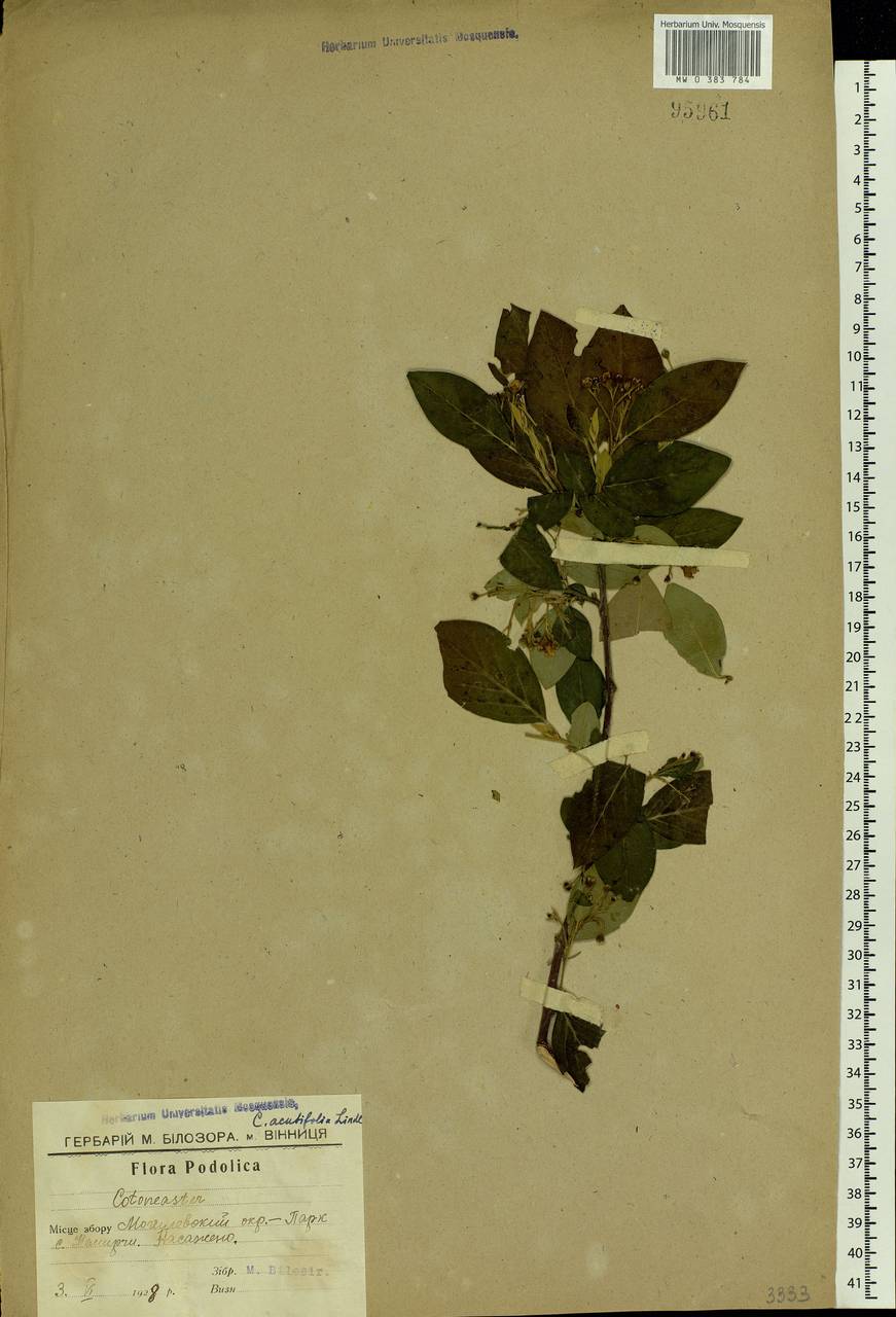 Cotoneaster acutifolius Turcz., Eastern Europe, South Ukrainian region (E12) (Ukraine)