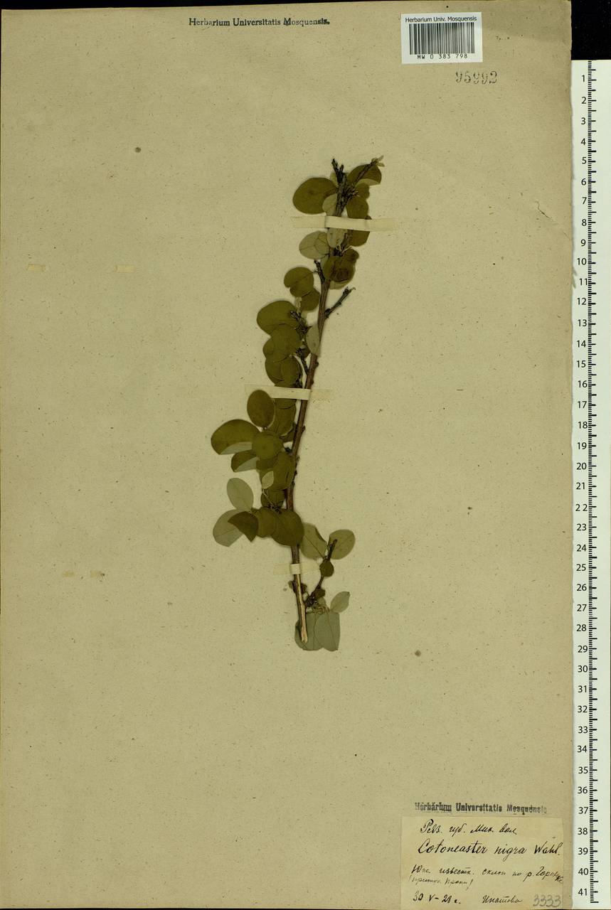 Cotoneaster alaunicus Golitsin, Eastern Europe, Central region (E4) (Russia)