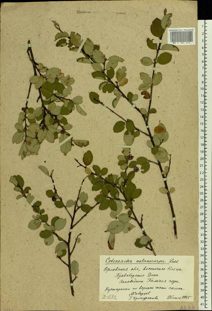 Cotoneaster alaunicus Golitsin, Eastern Europe, Central forest-and-steppe region (E6) (Russia)