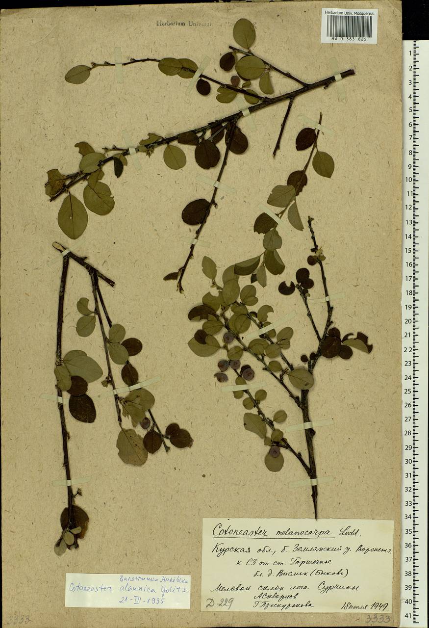 Cotoneaster alaunicus Golitsin, Eastern Europe, Central forest-and-steppe region (E6) (Russia)