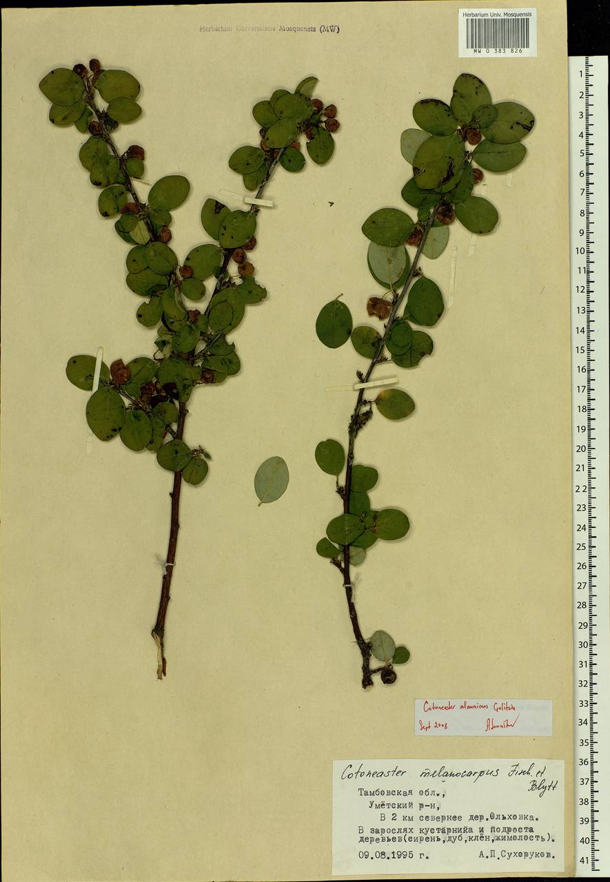 Cotoneaster alaunicus Golitsin, Eastern Europe, Central forest-and-steppe region (E6) (Russia)