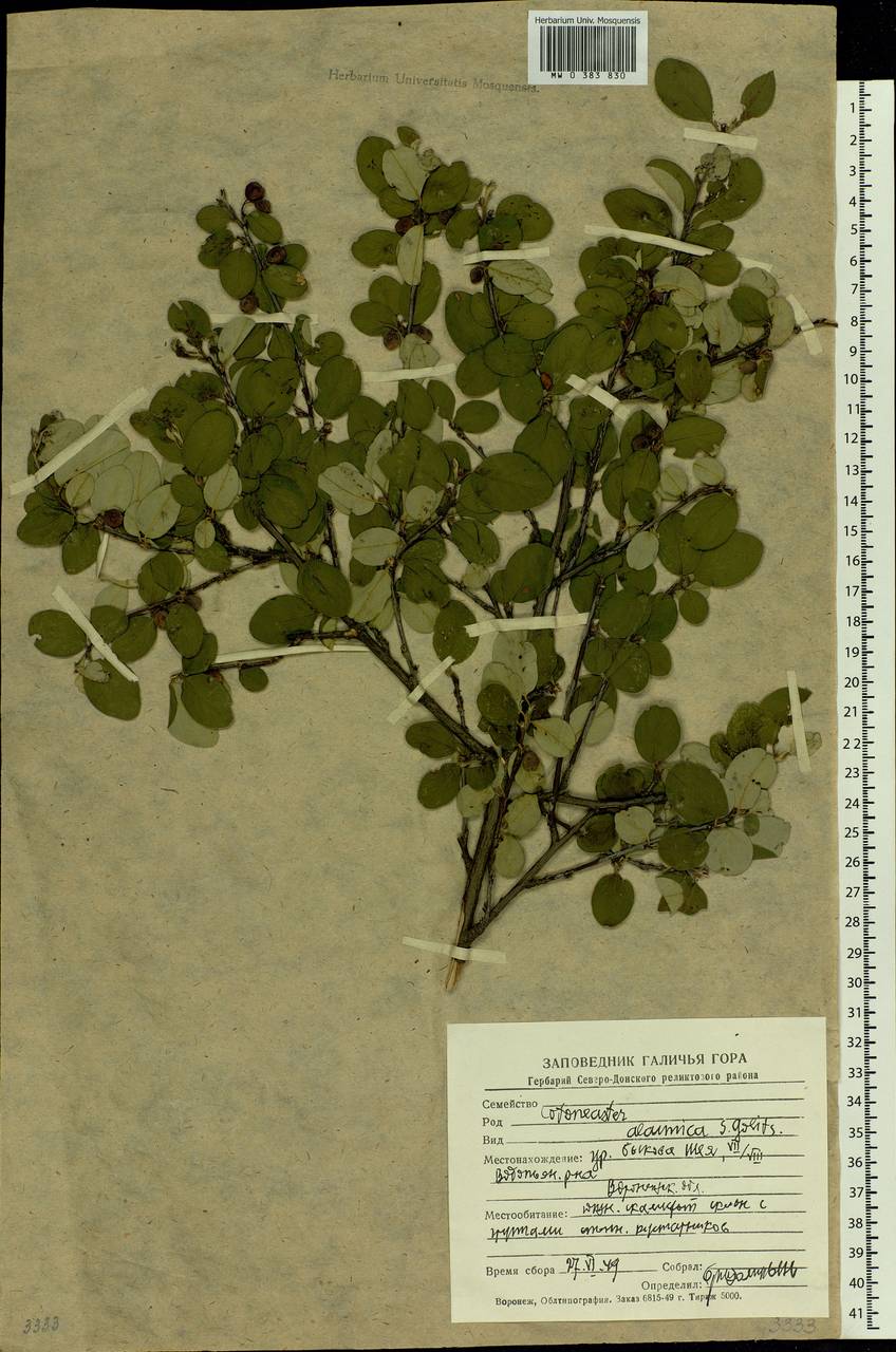 Cotoneaster alaunicus Golitsin, Eastern Europe, Central forest-and-steppe region (E6) (Russia)