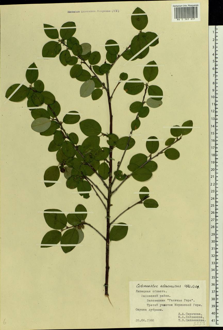 Cotoneaster alaunicus Golitsin, Eastern Europe, Central forest-and-steppe region (E6) (Russia)