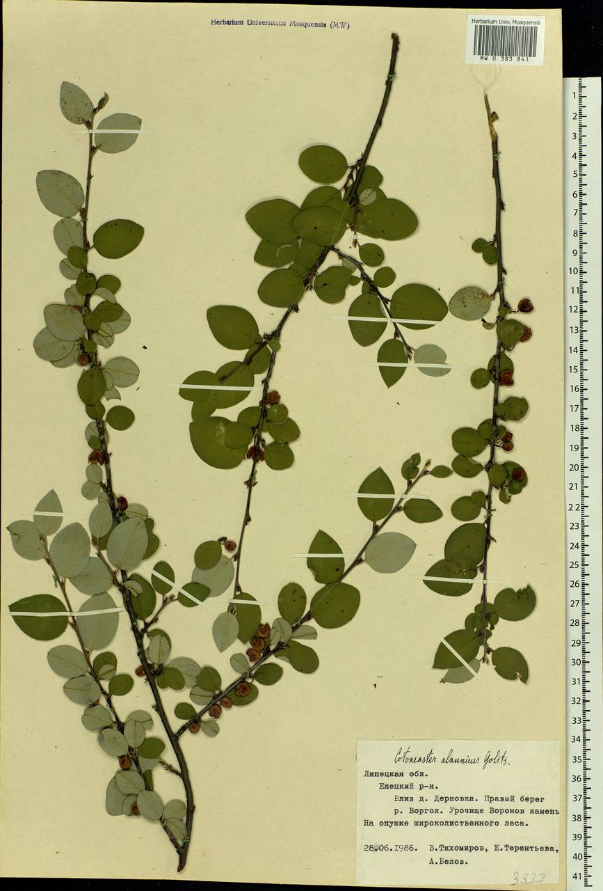 Cotoneaster alaunicus Golitsin, Eastern Europe, Central forest-and-steppe region (E6) (Russia)