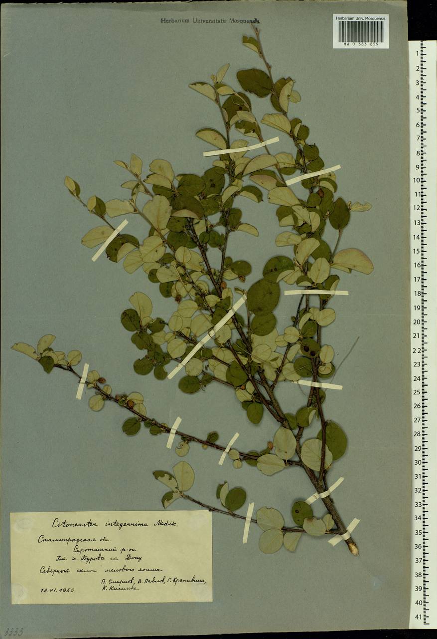 Cotoneaster alaunicus Golitsin, Eastern Europe, Lower Volga region (E9) (Russia)
