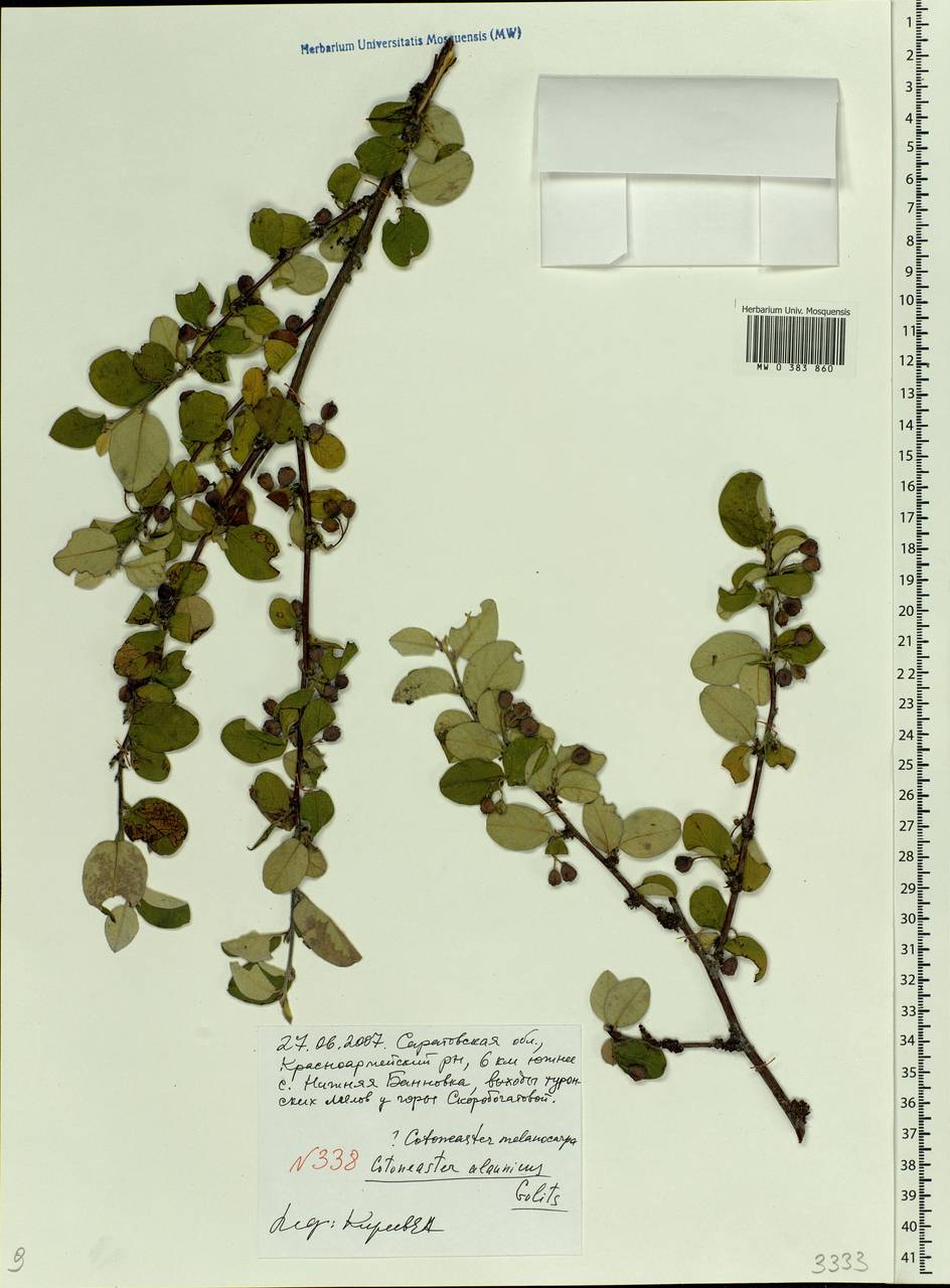 Cotoneaster alaunicus Golitsin, Eastern Europe, Lower Volga region (E9) (Russia)