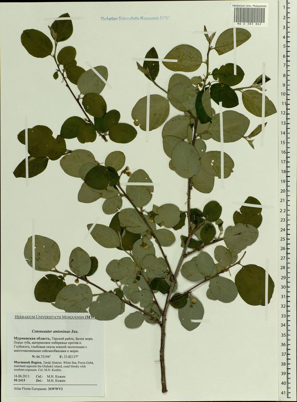Cotoneaster laxiflorus (J. Jacq.) Lindl., Eastern Europe, Northern region (E1) (Russia)