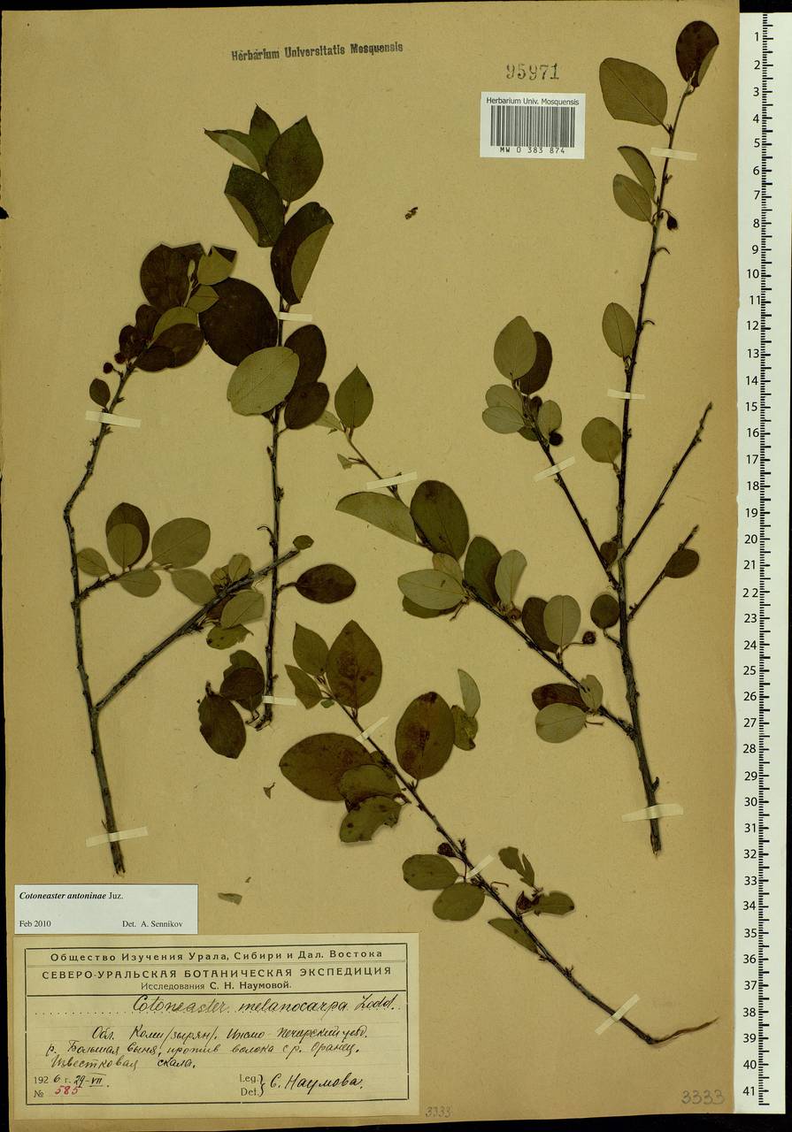 Cotoneaster laxiflorus (J. Jacq.) Lindl., Eastern Europe, Northern region (E1) (Russia)