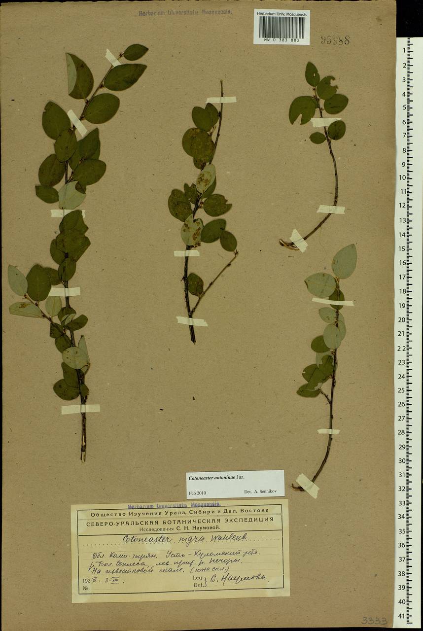 Cotoneaster laxiflorus (J. Jacq.) Lindl., Eastern Europe, Northern region (E1) (Russia)