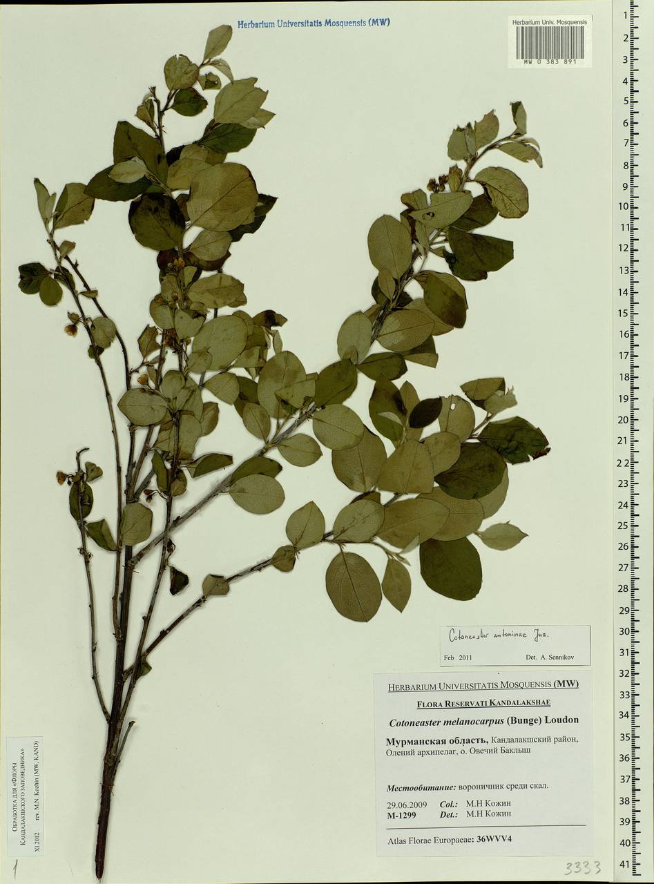 Cotoneaster laxiflorus (J. Jacq.) Lindl., Eastern Europe, Northern region (E1) (Russia)