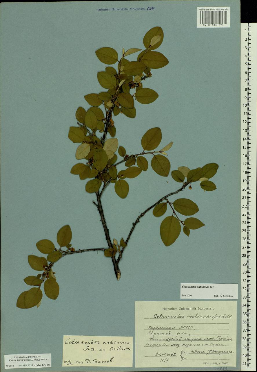 Cotoneaster laxiflorus (J. Jacq.) Lindl., Eastern Europe, Northern region (E1) (Russia)