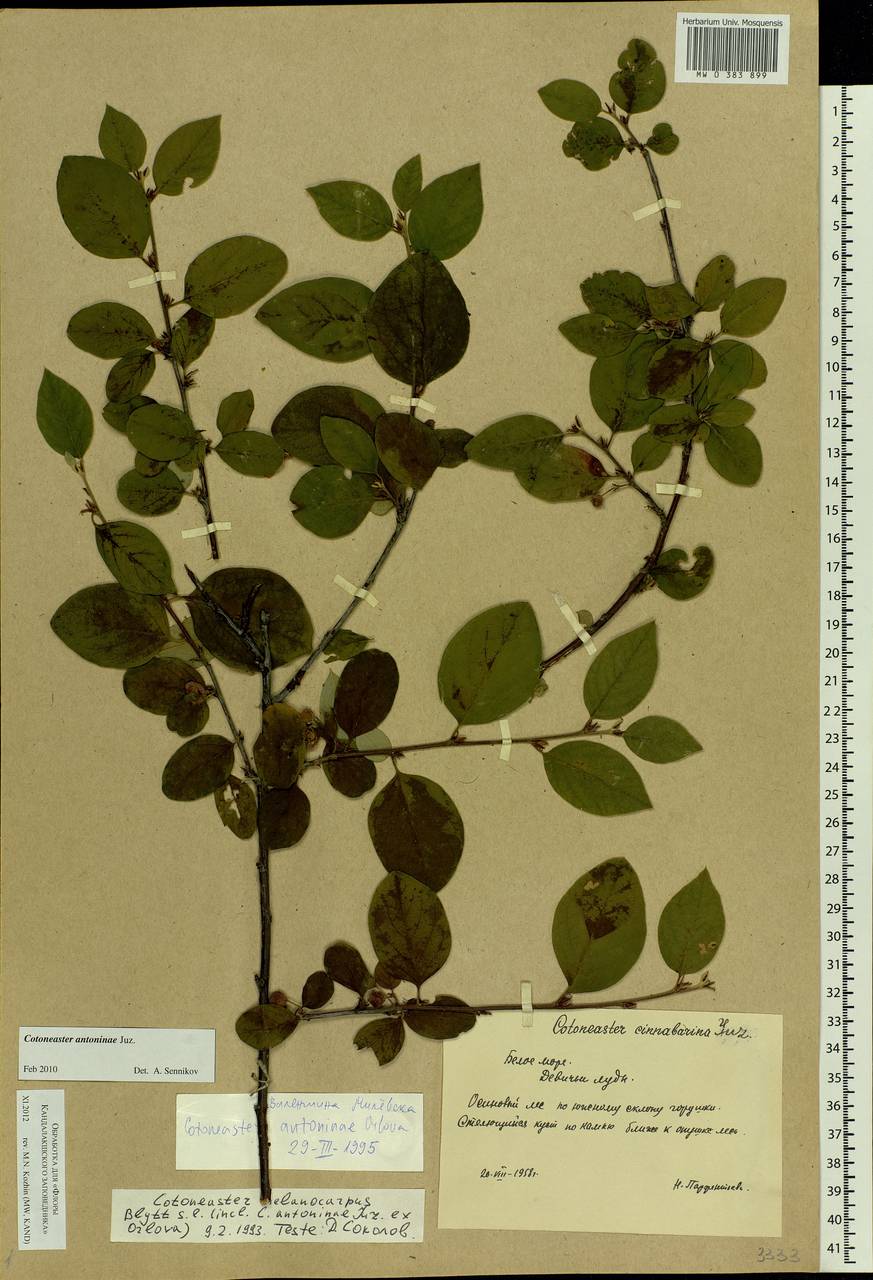 Cotoneaster laxiflorus (J. Jacq.) Lindl., Eastern Europe, Northern region (E1) (Russia)