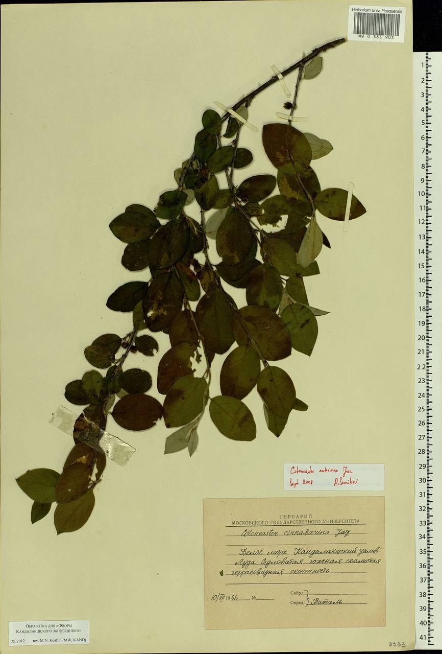 Cotoneaster laxiflorus (J. Jacq.) Lindl., Eastern Europe, Northern region (E1) (Russia)