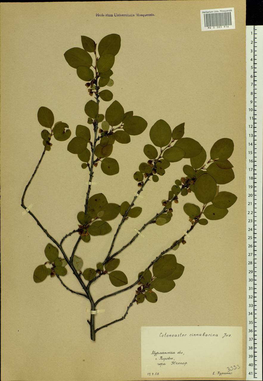 Cotoneaster integerrimus Medik., Eastern Europe, Northern region (E1) (Russia)
