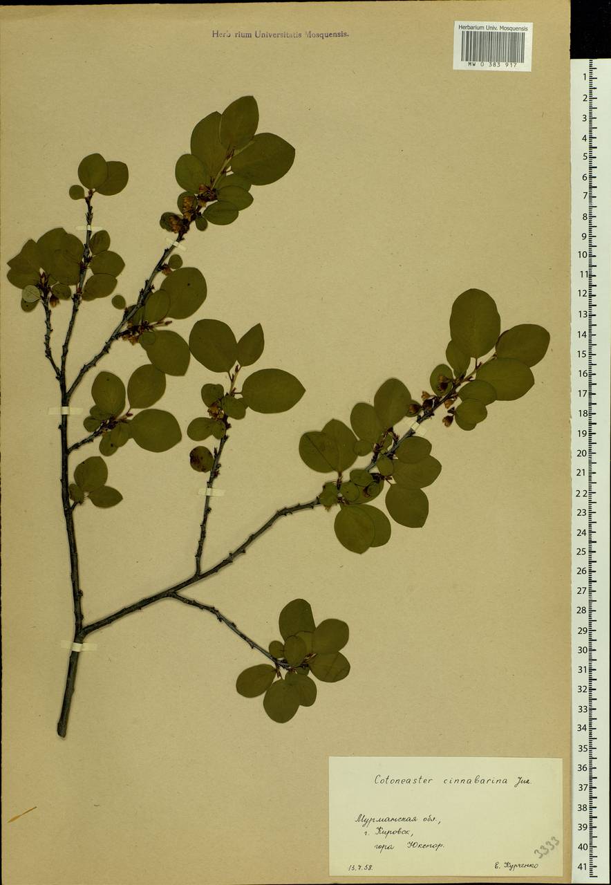 Cotoneaster integerrimus Medik., Eastern Europe, Northern region (E1) (Russia)