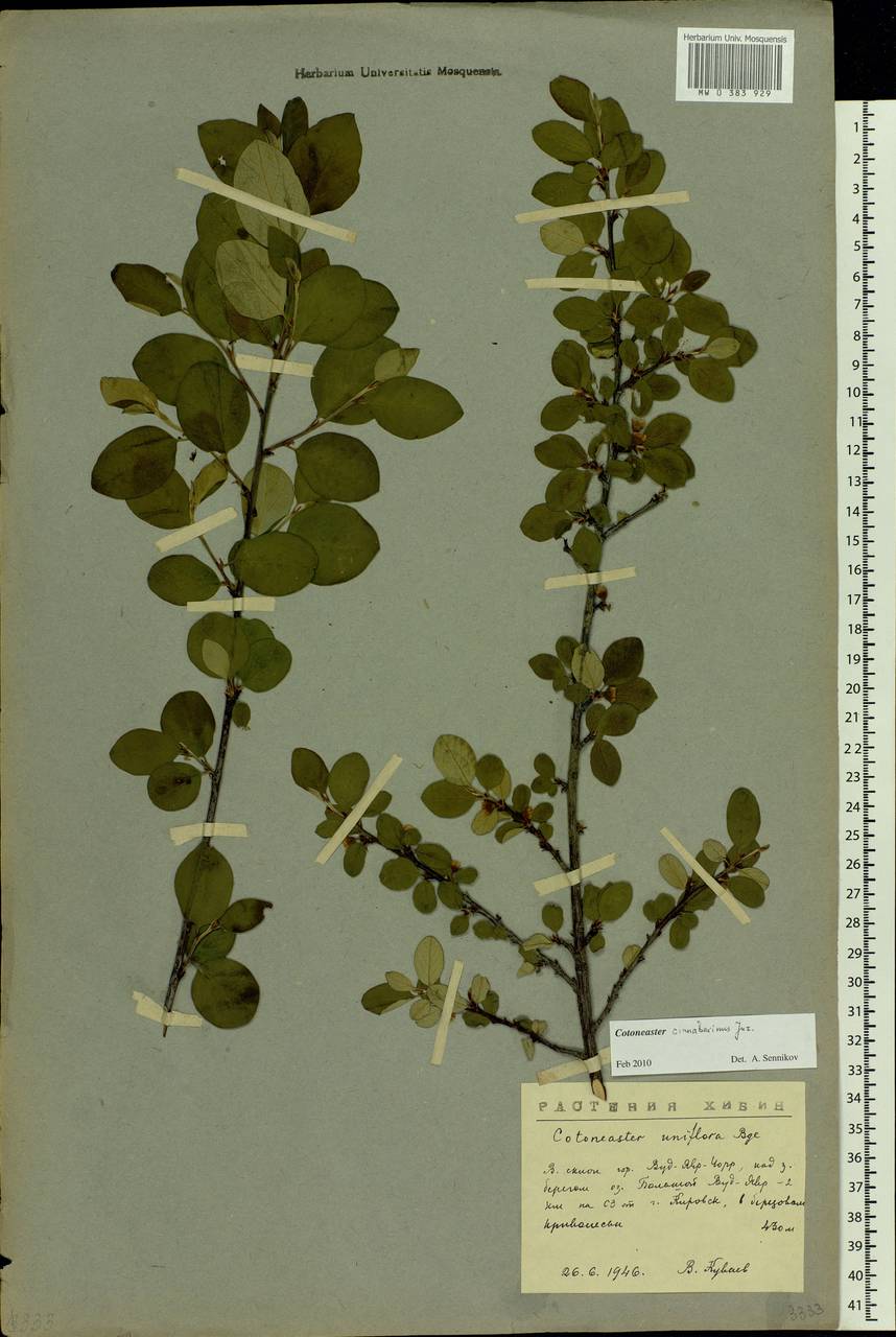 Cotoneaster integerrimus Medik., Eastern Europe, Northern region (E1) (Russia)