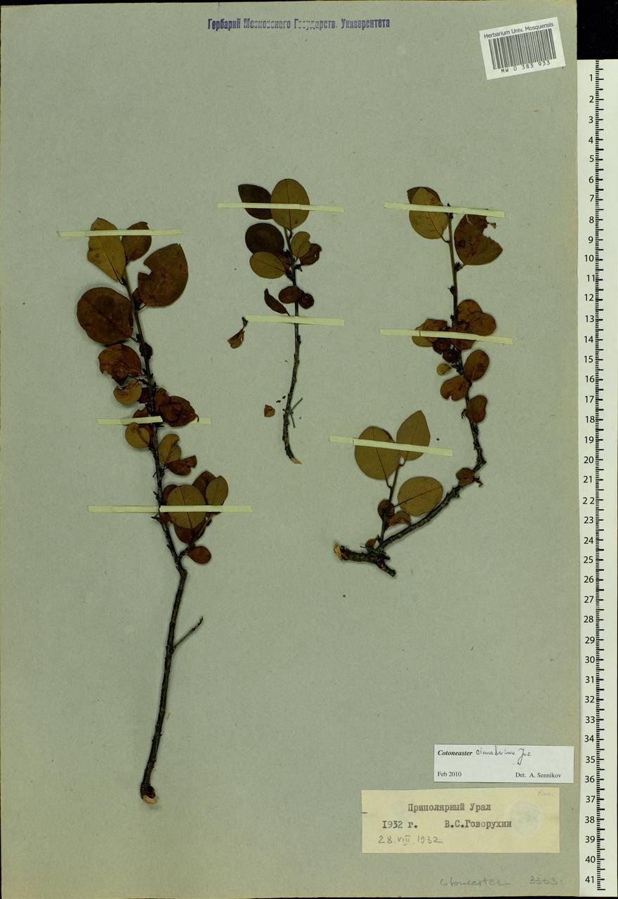Cotoneaster integerrimus Medik., Siberia, Western Siberia (S1) (Russia)