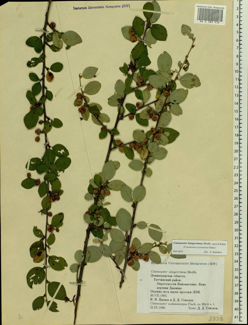 Cotoneaster integerrimus Medik., Eastern Europe, North-Western region (E2) (Russia)