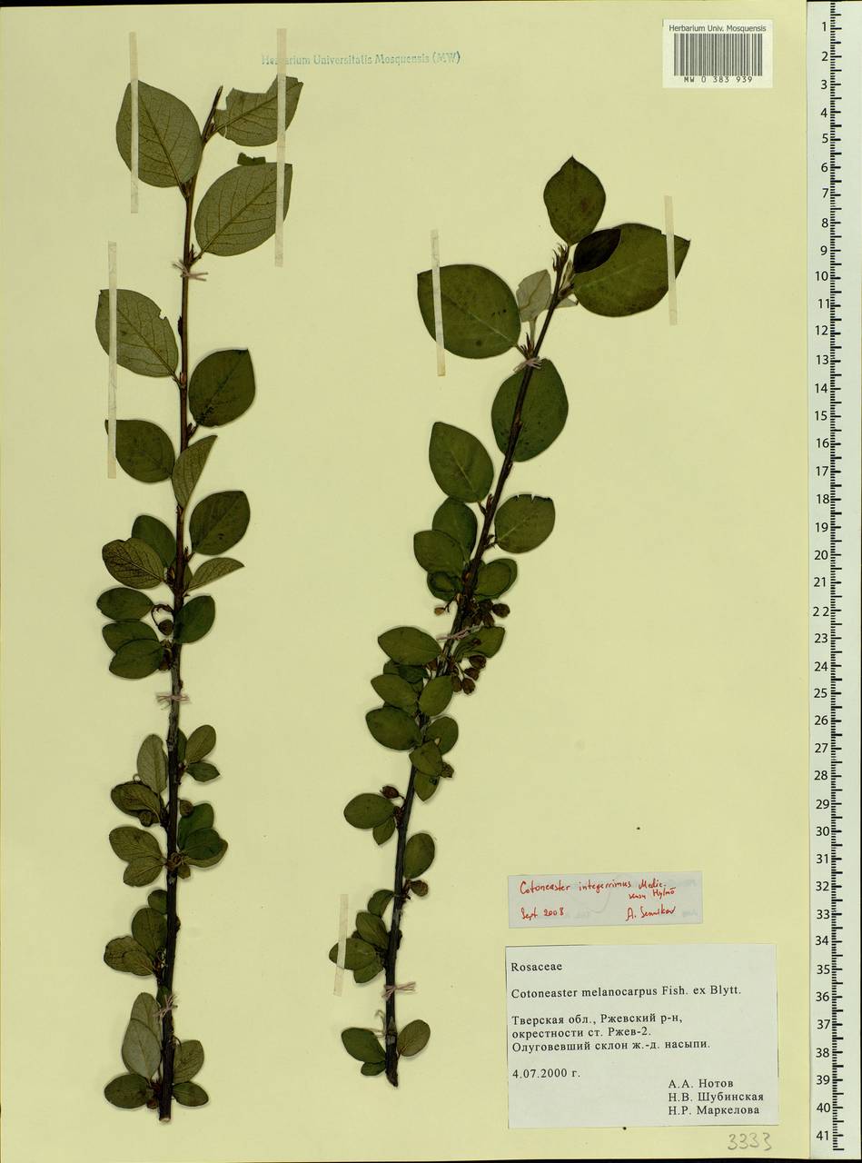 Cotoneaster integerrimus Medik., Eastern Europe, North-Western region (E2) (Russia)